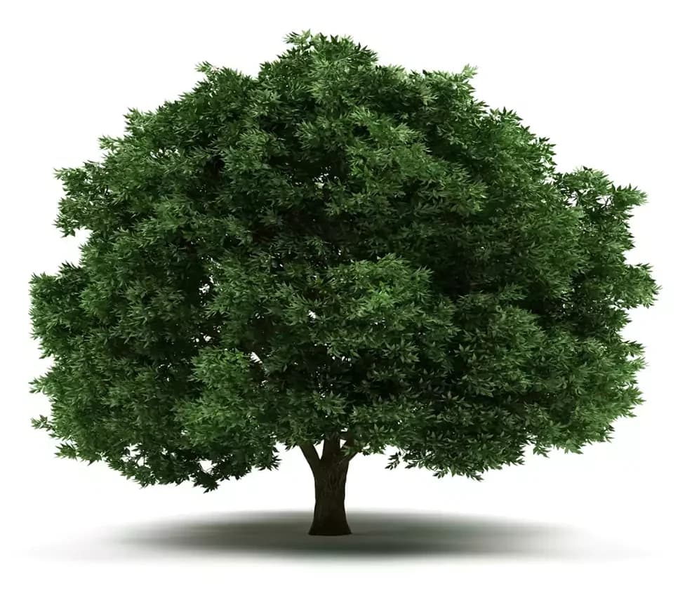 A tree with a full, leafy crown